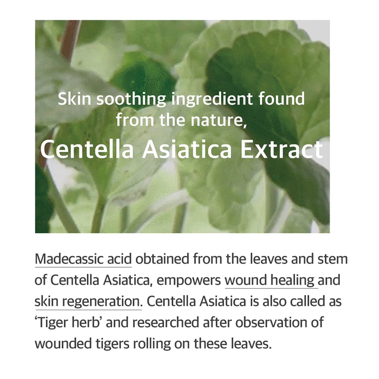 mixsoon Soondy Centelle Asiatica Essence